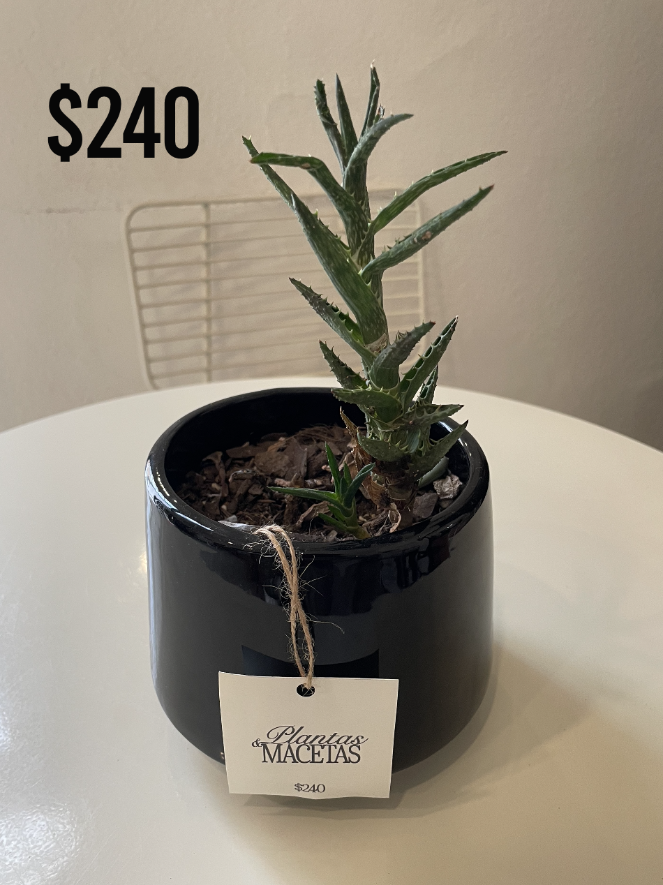 Macetas & Plantas