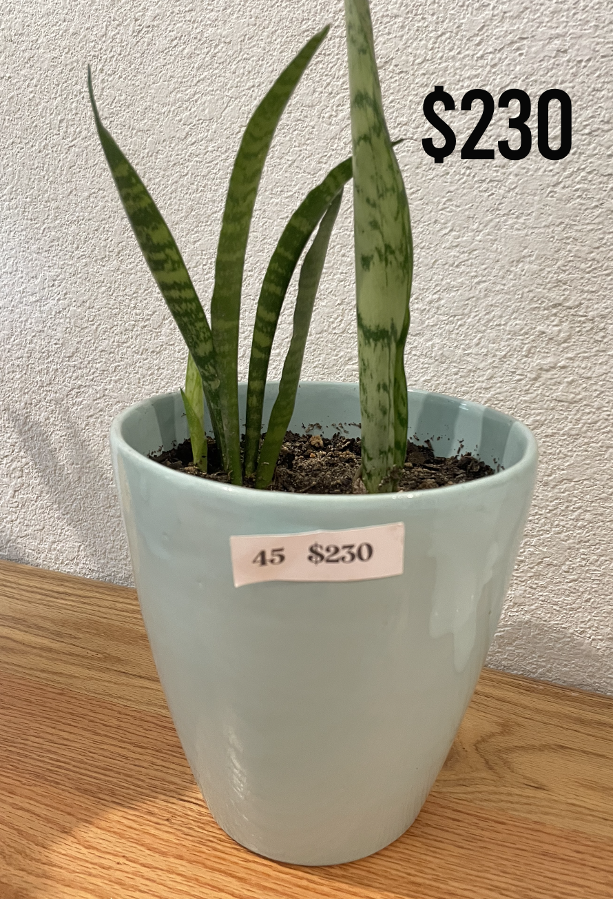 Macetas & Plantas