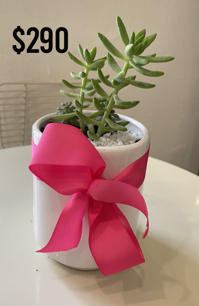 Macetas & Plantas