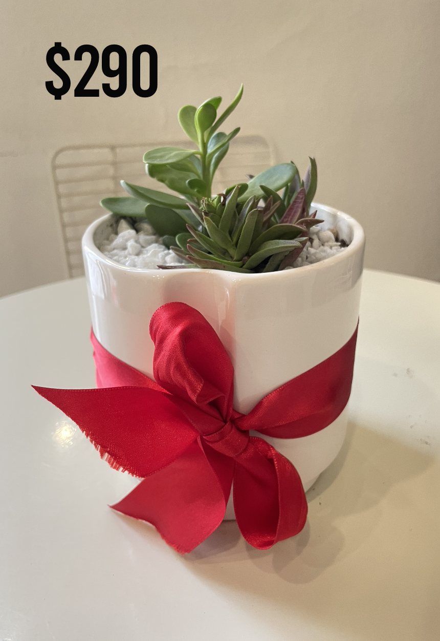 Macetas & Plantas