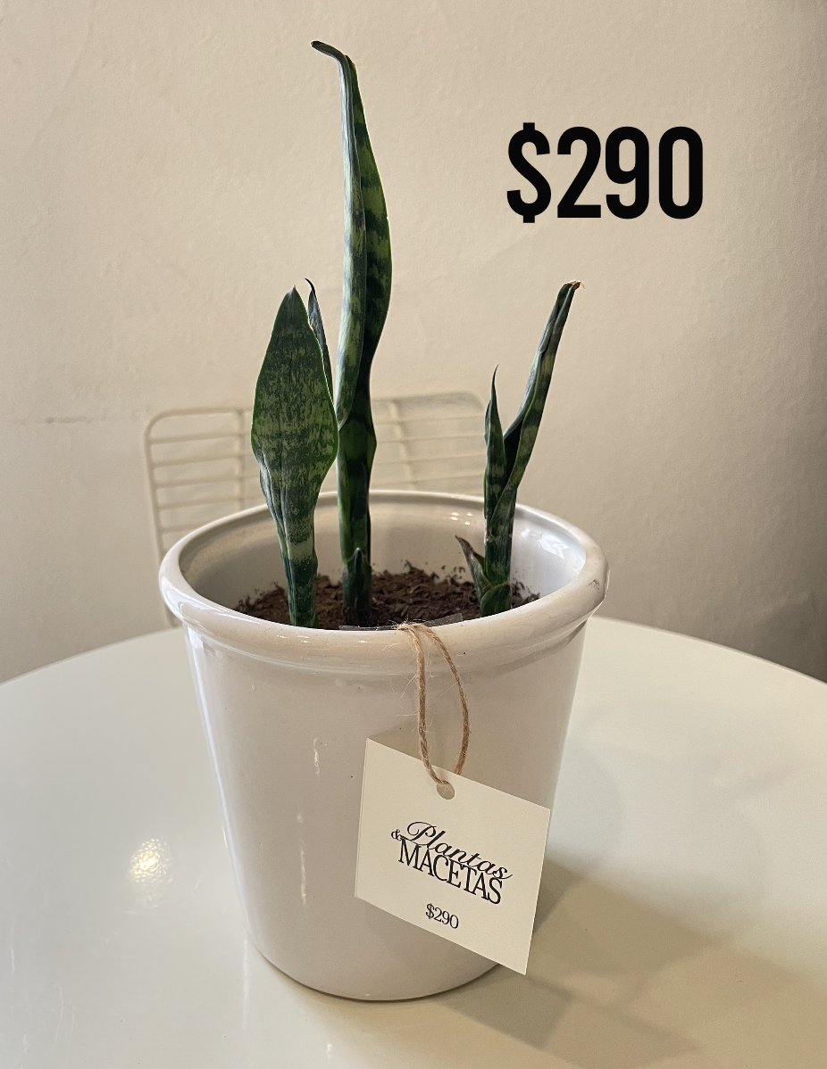 Macetas & Plantas