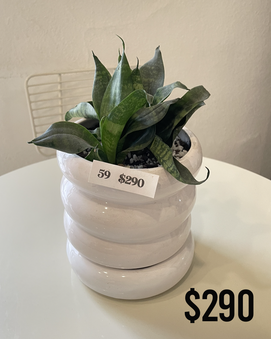 Macetas & Plantas