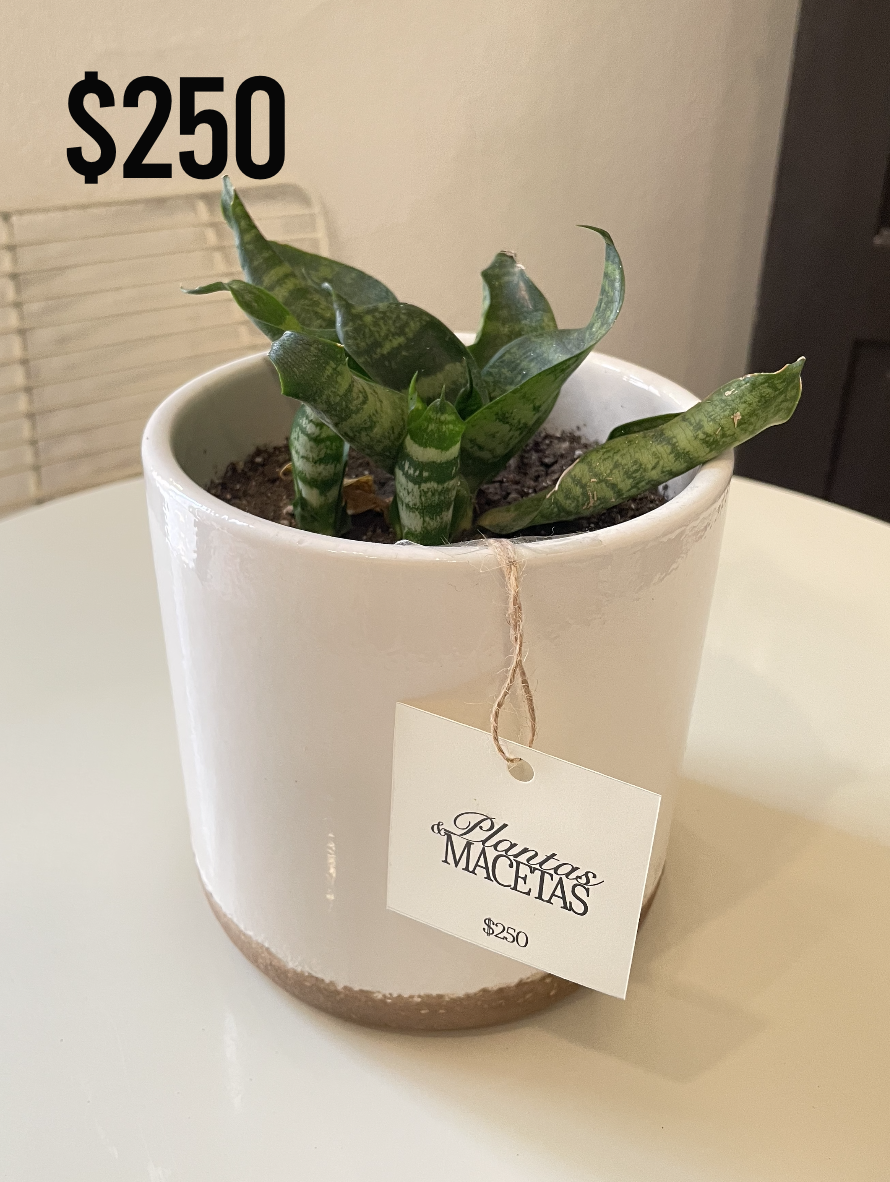 Macetas & Plantas