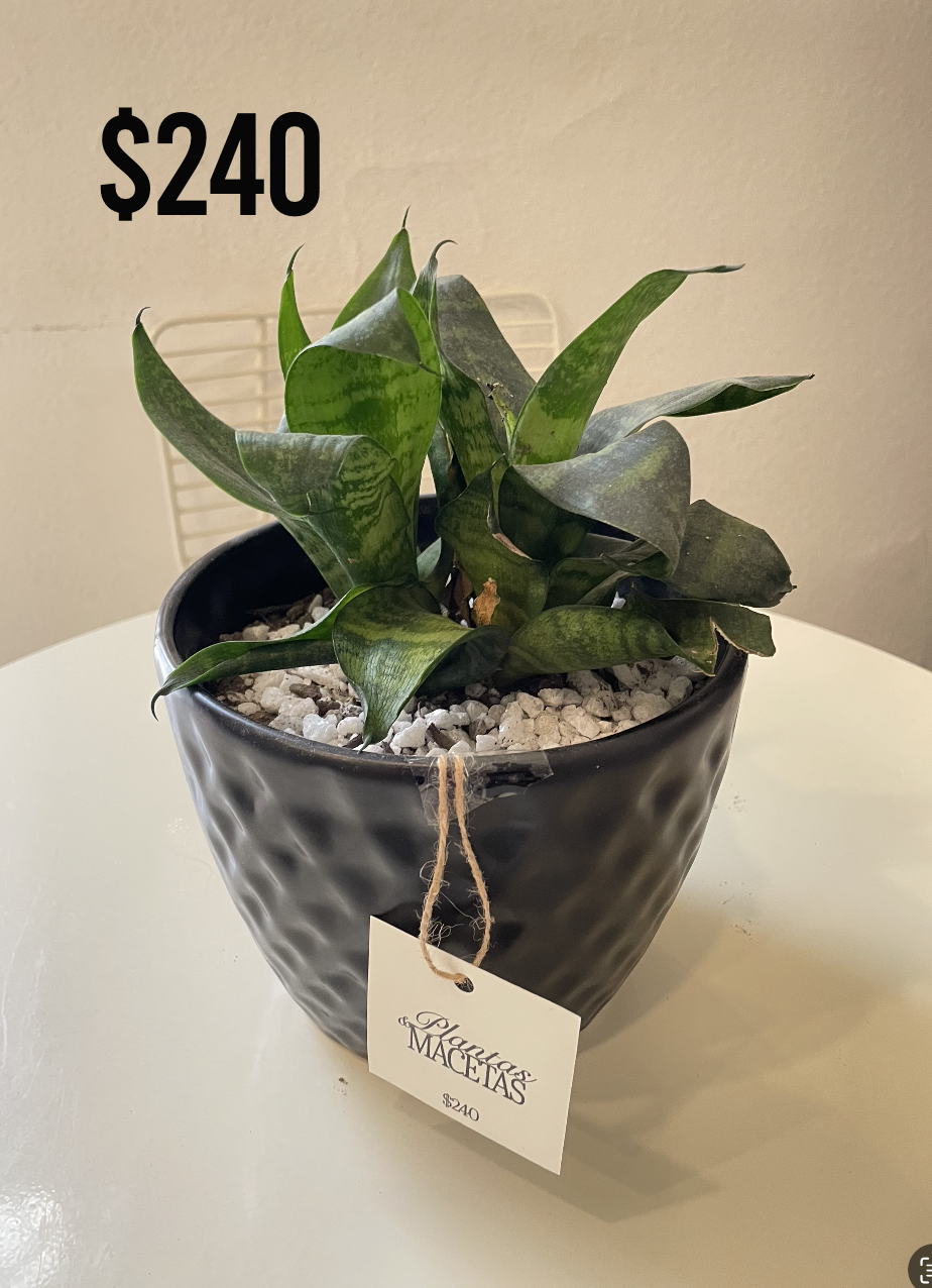 Macetas & Plantas