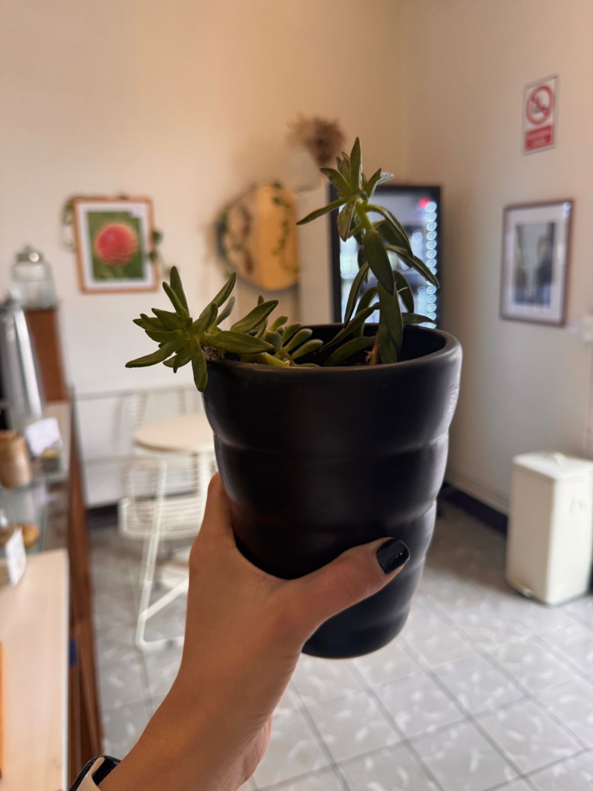 Macetas & Plantas