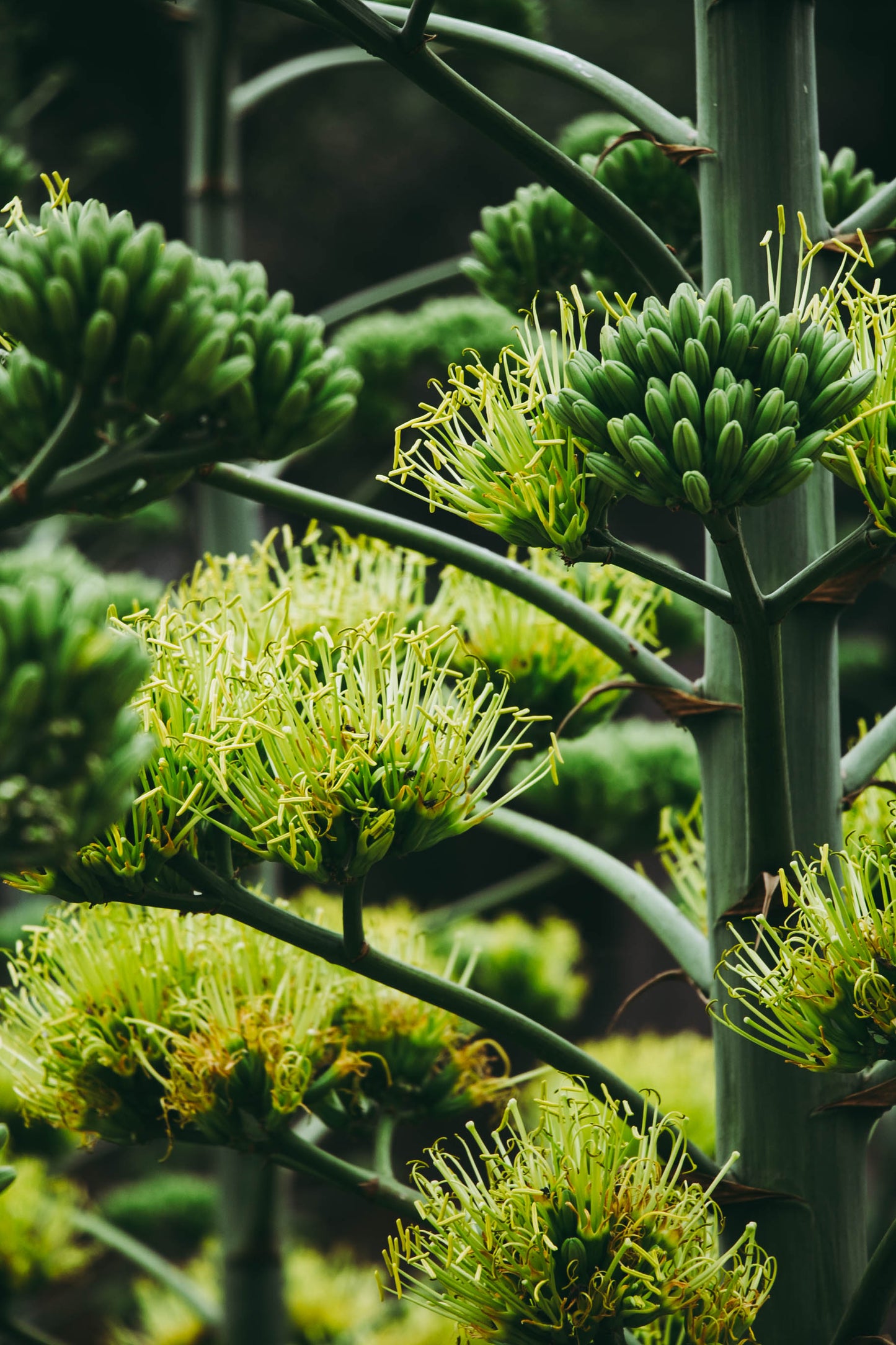 Macetas & Plantas