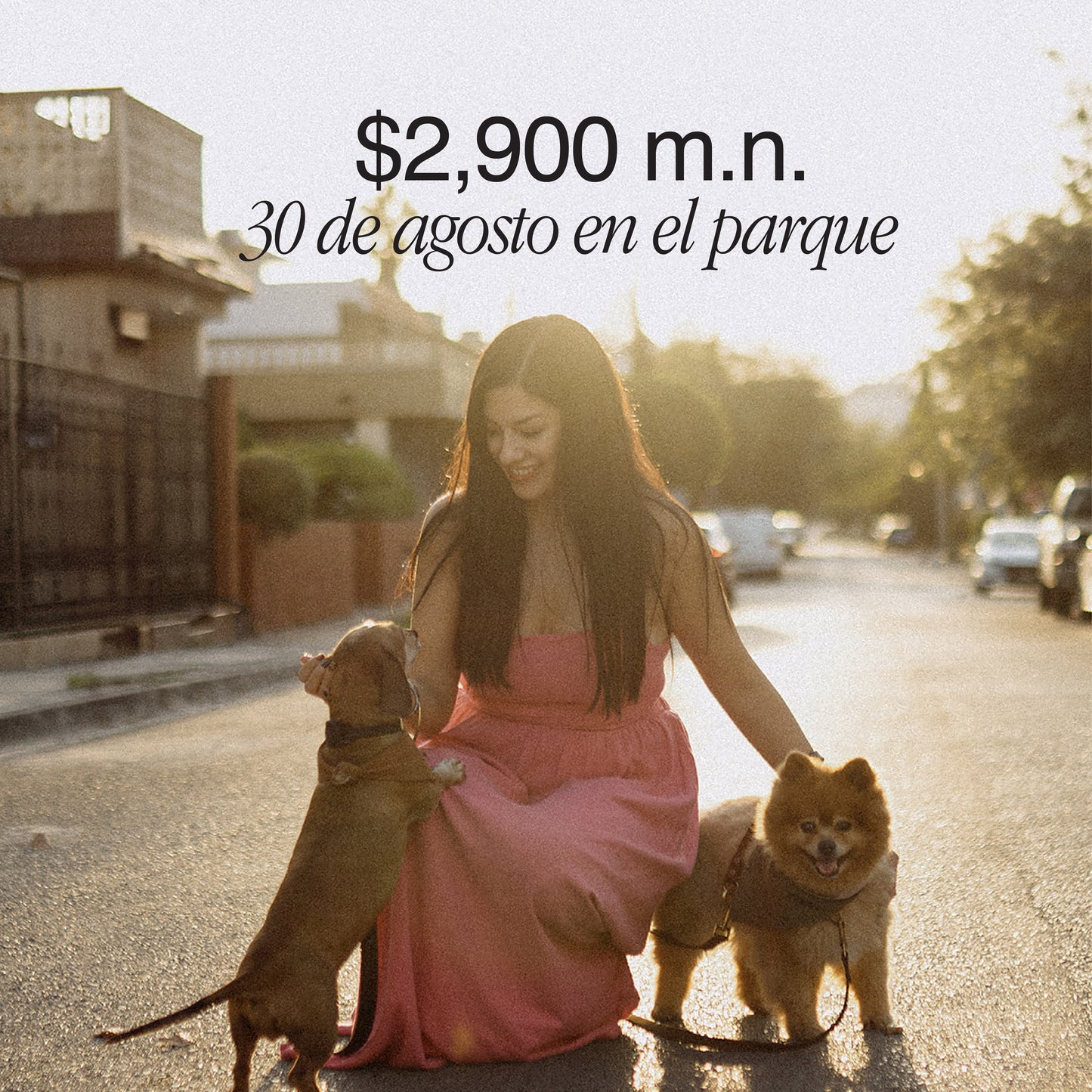 Sesiones con tus mascotas