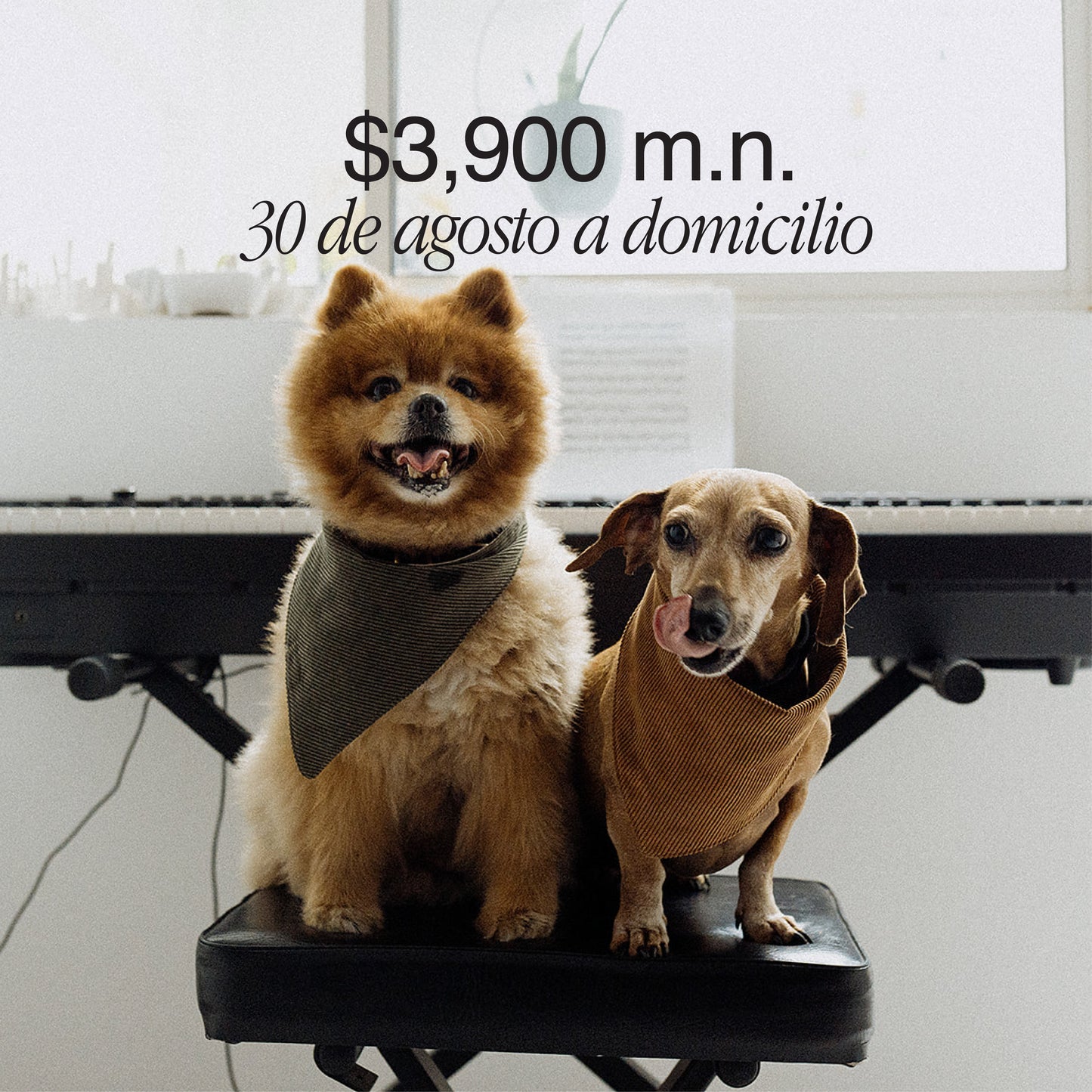 Sesiones con tus mascotas