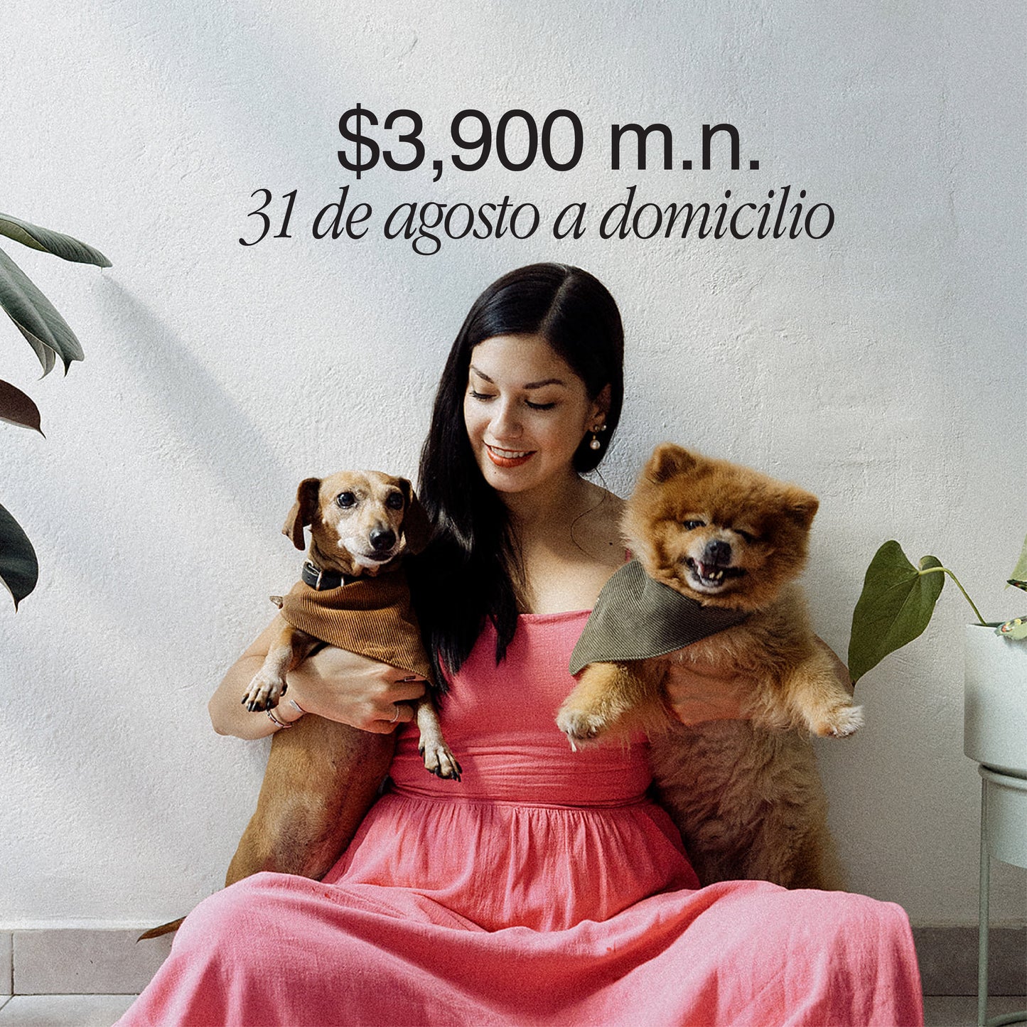 Sesiones con tus mascotas