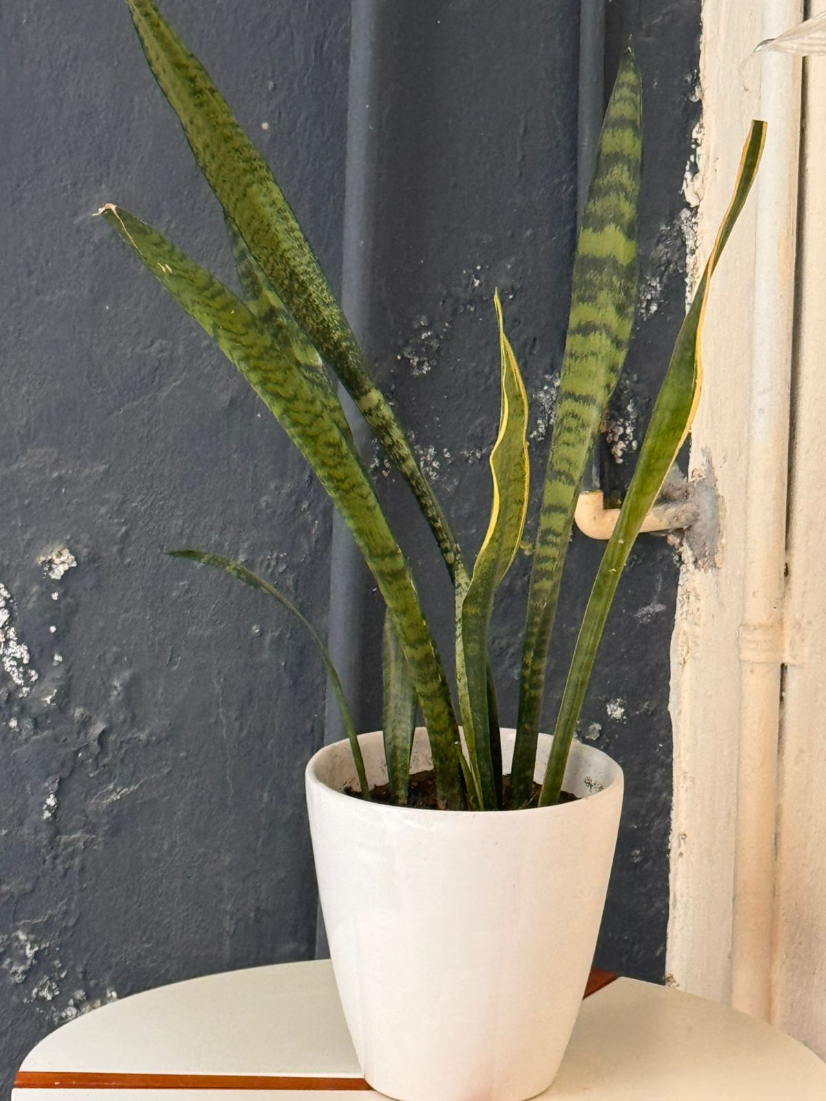 Macetas & Plantas
